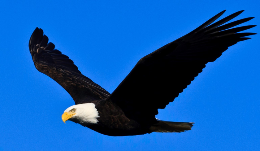 A typical bald eagle in US.